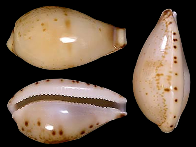 Palmulacypraea omii (Ikeda, 1998) Palmul13