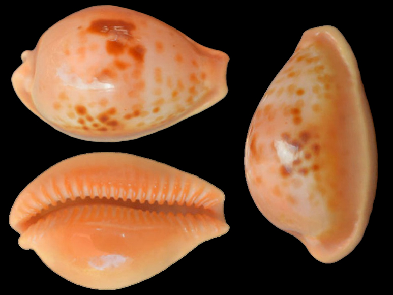 Propustularia surinamensis aubryana Jousseaume, 1869 voir Propustularia surinamensis Propus10