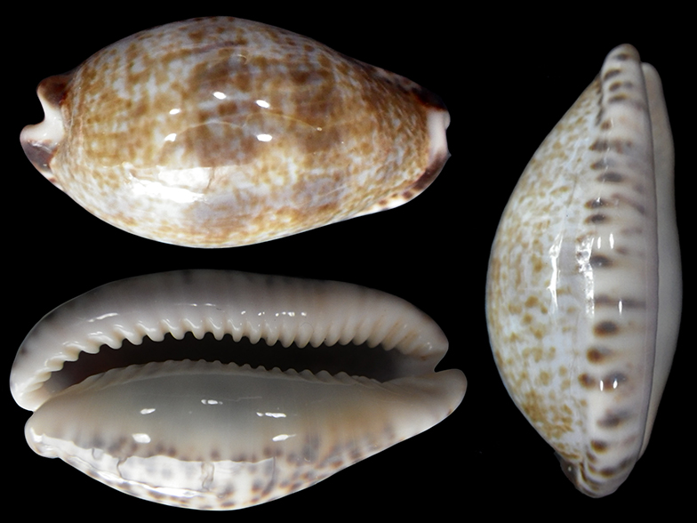 Pseudozonaria nigropunctata - (Gray, 1828) Pseudo12