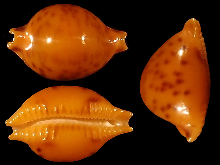 Pustularia globulus brevirostris F. A. Schilder & M. Schilder, 1938 Pustul11