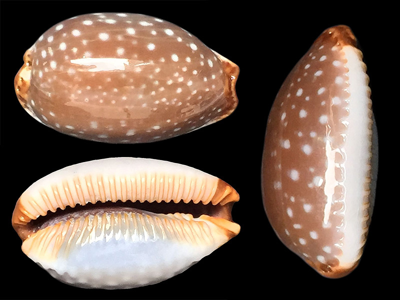 Staphylaea limacina - (Lamarck, 1810) Staphy13