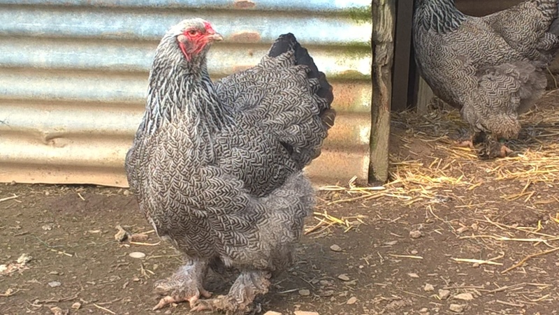 oeufs fécondés brahma argenté bleu et noir  Wp_20119