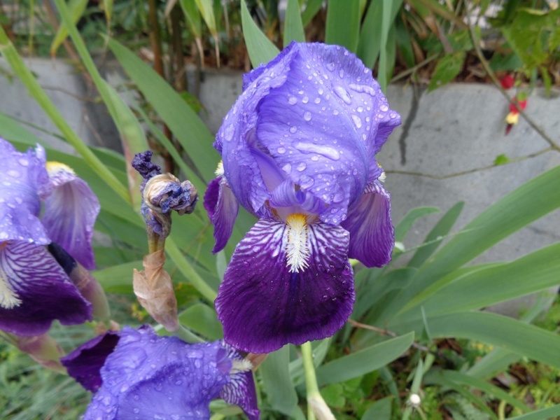 Iris germanica 2 de Vincent [identification] Dsc00831