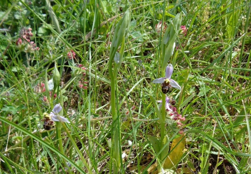 joli mois de mai, le jardin fait à son gré - Page 3 Ophrys10