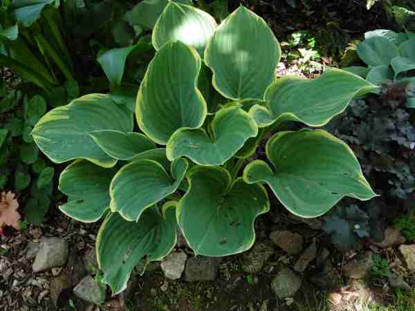 Hosta ! - Page 4 P1430512