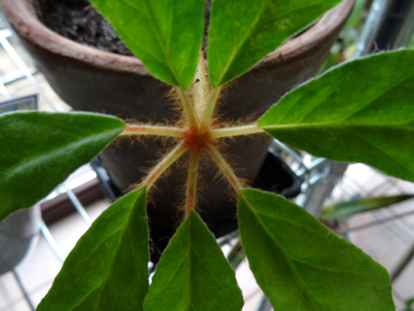 Jatropha multifida, Begonia carolineifolia, Pelargonium fruticosum, Hoya finlaysonii  [devinette] 211