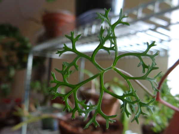 Jatropha multifida, Begonia carolineifolia, Pelargonium fruticosum, Hoya finlaysonii  [devinette] 311