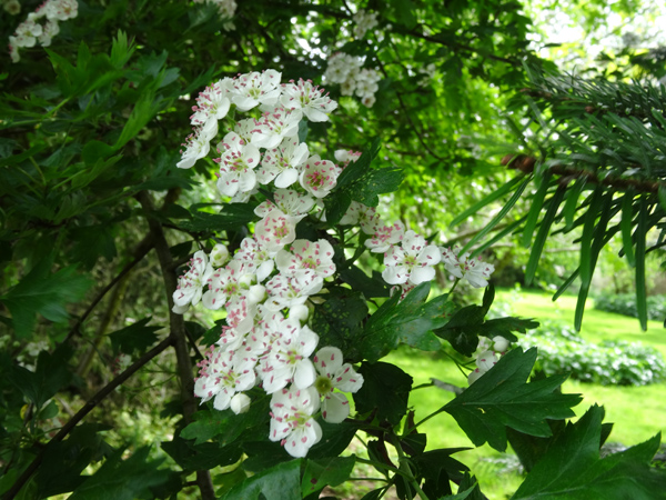 joli mois de mai, le jardin fait à son gré - Page 4 Aubypi10