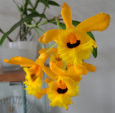 orchidées - floraisons du moment 2016 - Page 5 Dendro12