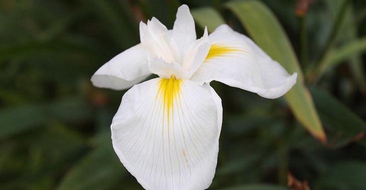 Iris ensata (= Iris kaempferi) - iris du Japon Irdiam10