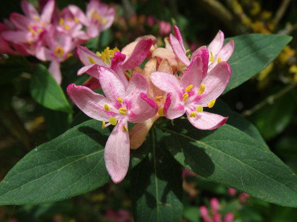 Lonicera tatarica - chèvrefeuille de Tartarie Lonice10