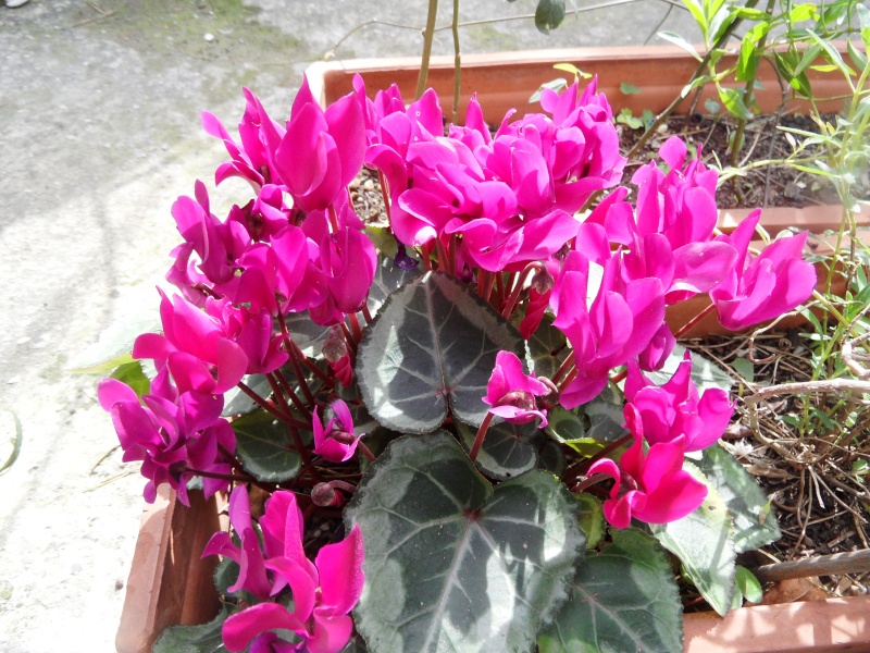 Nos cyclamens: culture, entretien, multiplication, arrosage - Page 3 00710