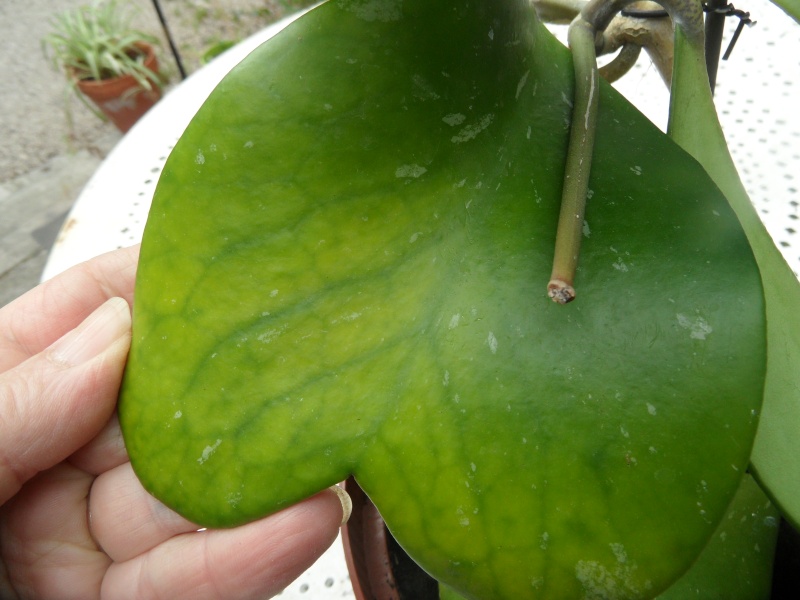 Quelle variété de hoya a les feuilles en forme de coeur ? 01710