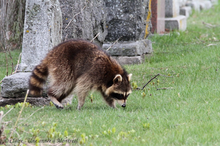 Par un bel après midi de mai... (une histoire de raton laveur et de marmotte) Img_6611