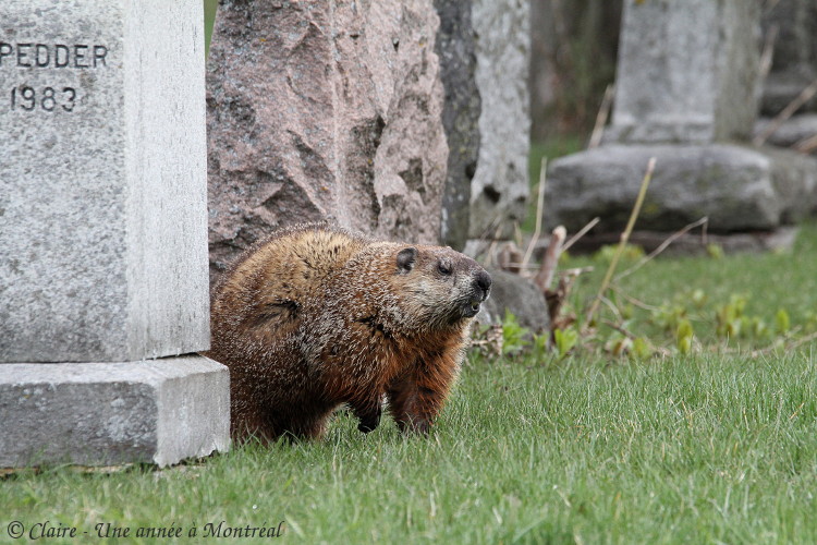 Par un bel après midi de mai... (une histoire de raton laveur et de marmotte) Img_6612