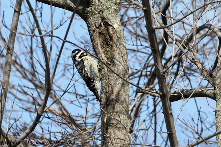 Mes photos d'oiseaux - maj 16/04/2018 (oiseaux du jardin) - Page 6 Img_8813