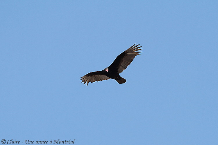 Mes photos d'oiseaux - maj 16/04/2018 (oiseaux du jardin) - Page 6 Img_9110