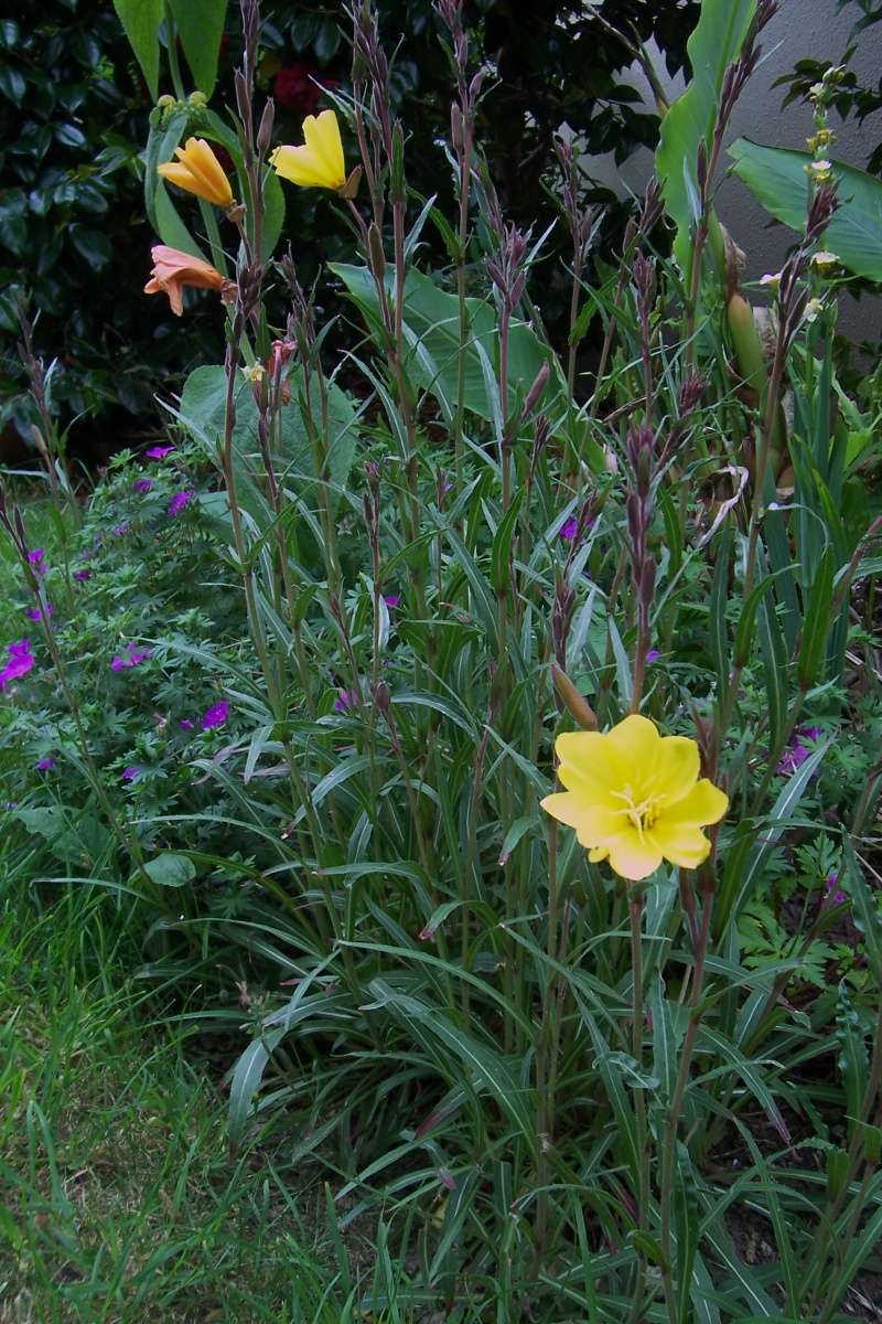 cadeaux du jardin, juin juin - Page 2 100_8113