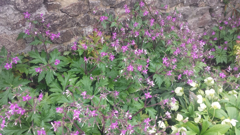 Geranium reuteri 20160515