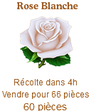 Rose Blanche Sans_135