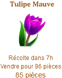 Tulipe Mauve Sans_313