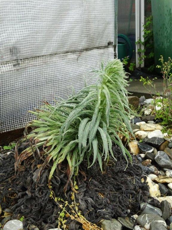 Echium wildpretii - Seite 5 Dsc02975