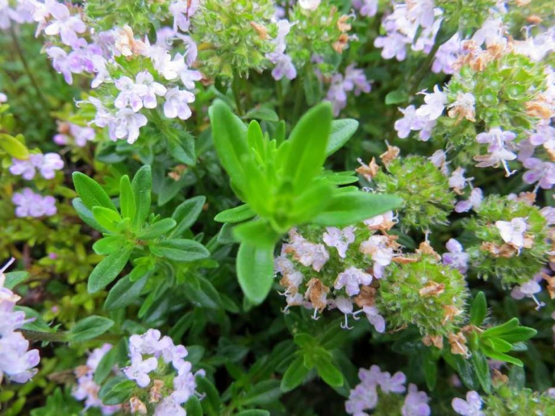 thym luisant/thymus nitens 00128