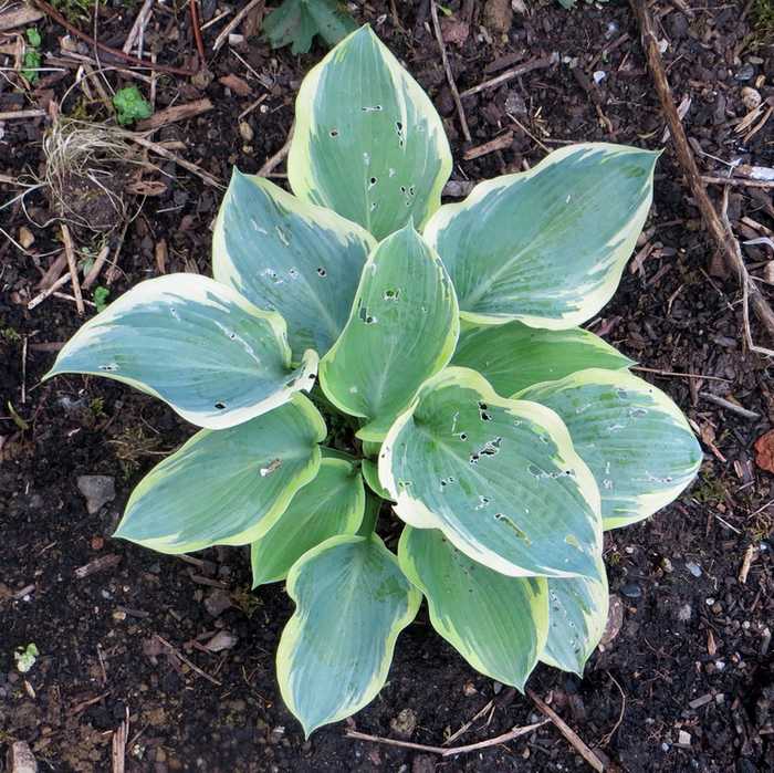 Hosta ! - Page 4 04210