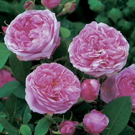 rosier comte de Chambord Rosier10
