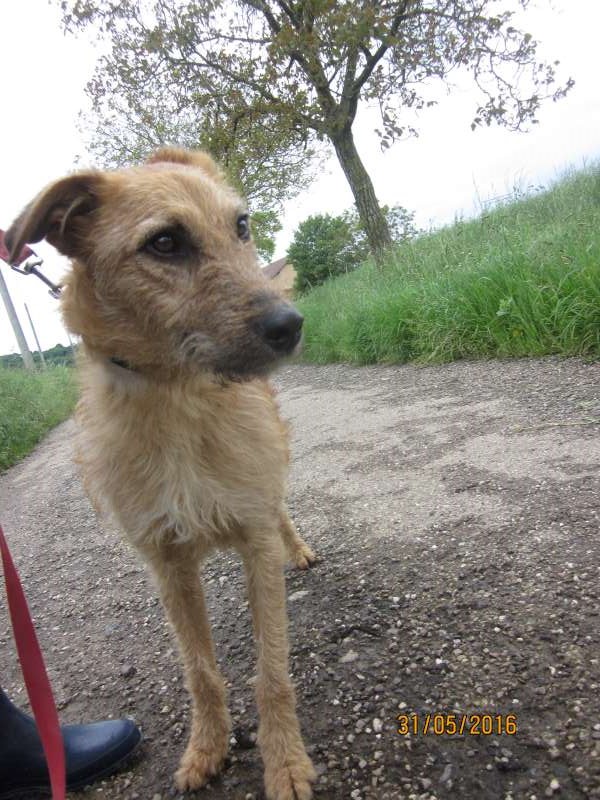 LHOUKY, Malinois X Fox né en 05/2015 - Refuge SLPA Amance Lhouky12