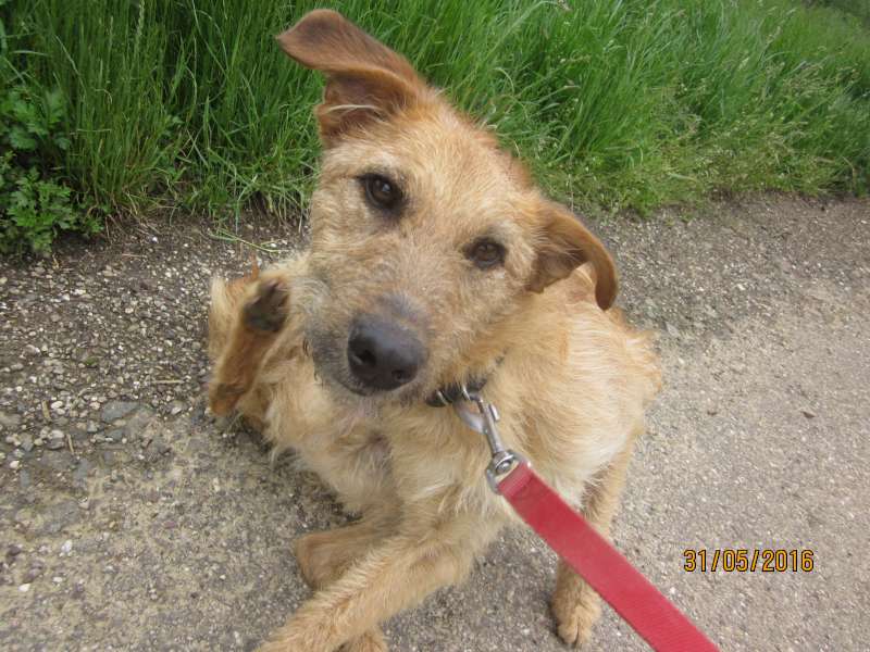 LHOUKY, Malinois X Fox né en 05/2015 - Refuge SLPA Amance Lhouky13