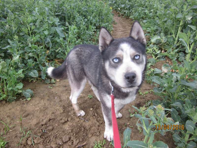 Lido, Mini Croisé husky né en 03/2015 - Refuge SLPA Amance Lido_510