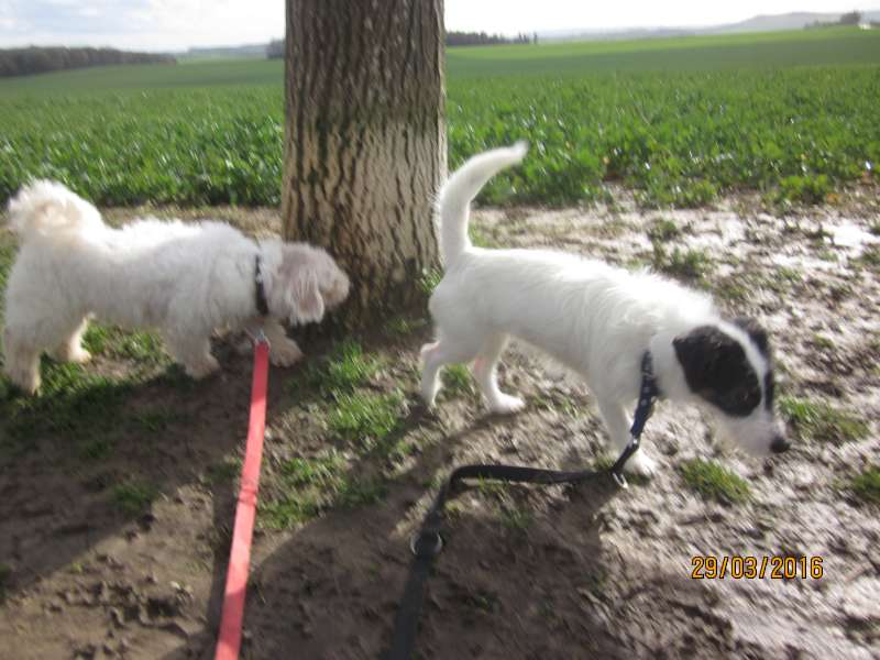 Oscar Bichon Frisé né 11/2012 - Refuge SLPA Amance Oscar_10