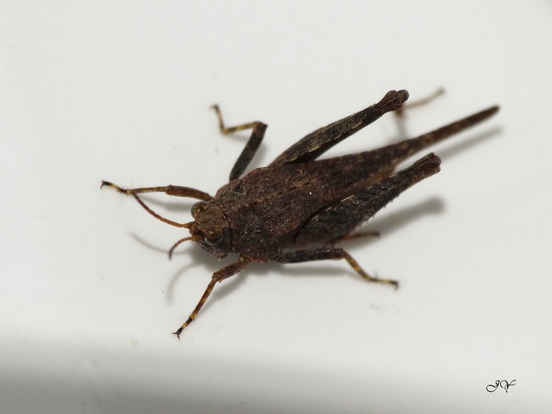 Tetrigidae. Dsc03711