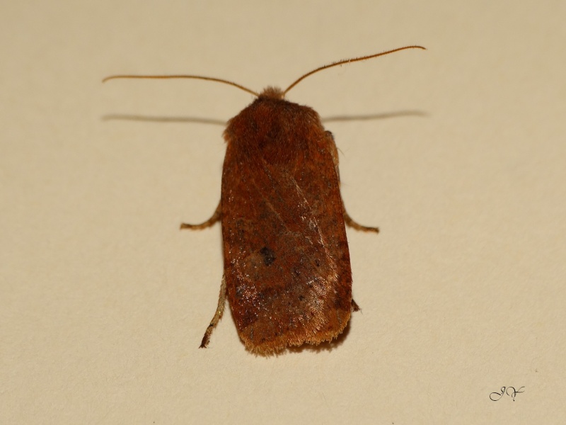 orthosia - Premiers papillons : Diurnea fagella, Orthosia gothica, Conistra vaccini Noctua10