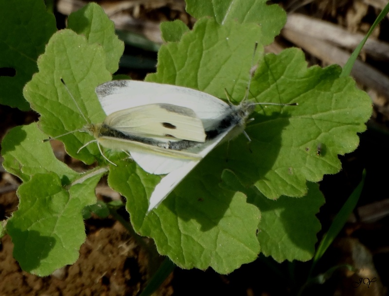 Piéride. Pieris10