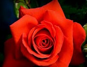 Rose d'amour Fleur-10
