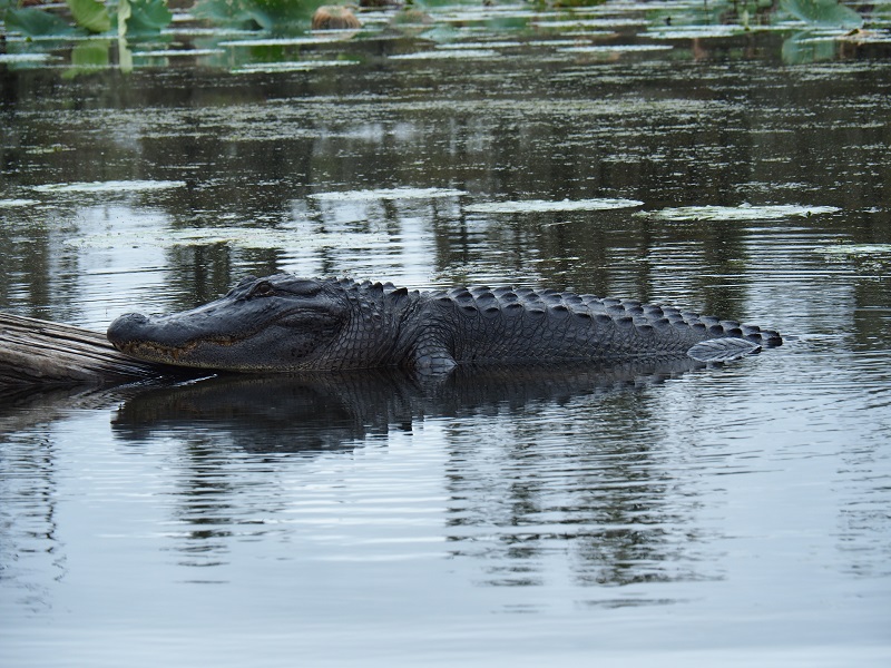 La Louisianne, coup de coeur 1_big_10
