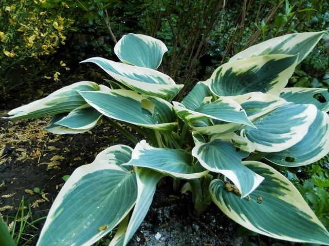 Hosta ! - Page 3 Elnino10