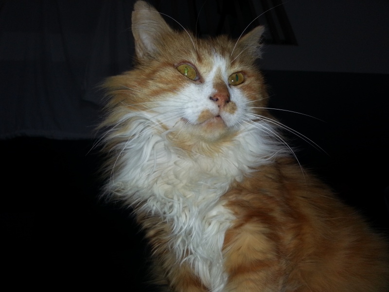 Urgent : FA/adoptants sans chat pour Chuck FIV dominant (27) Chuck_13