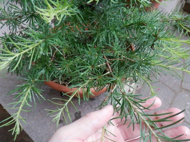 Larix  decidua 13282610