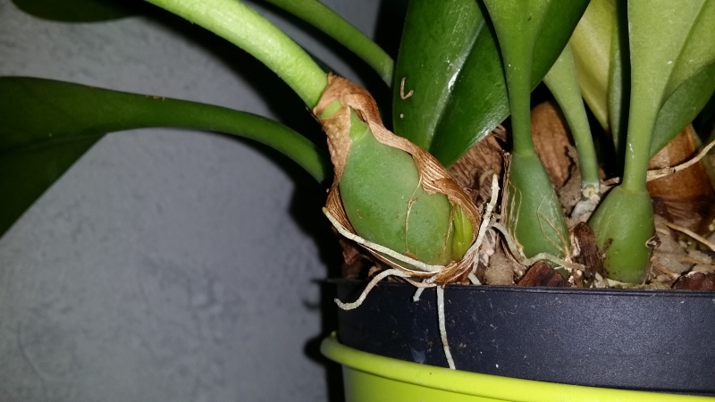 bulbophyllum Echinolabium x carunculatum 'l'Amazone' - Page 2 20160610