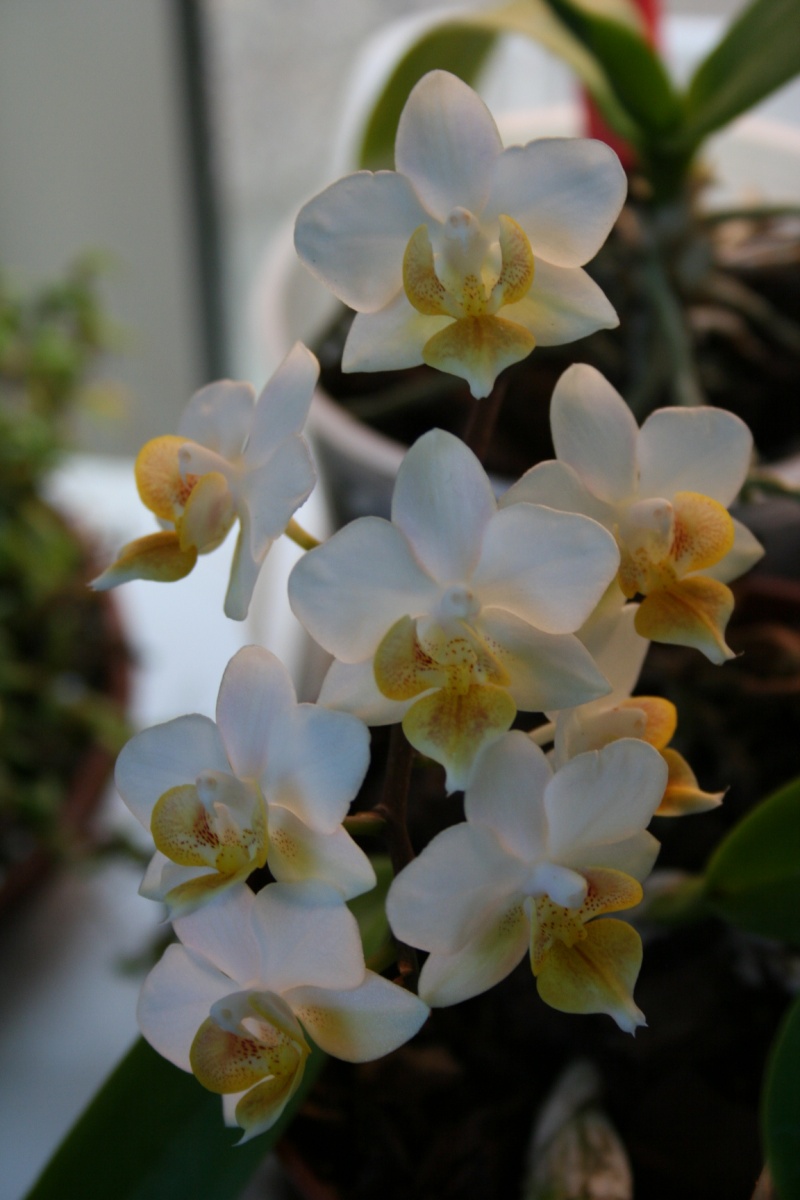 mini phalaenopsis blanc Img_2832