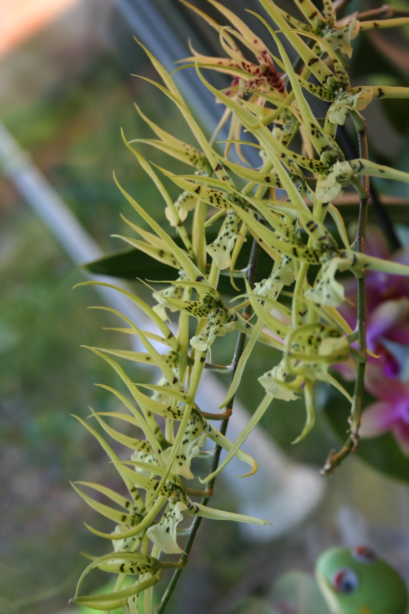 brassia (verrucosa x maculata) x verrucosa Img_2838
