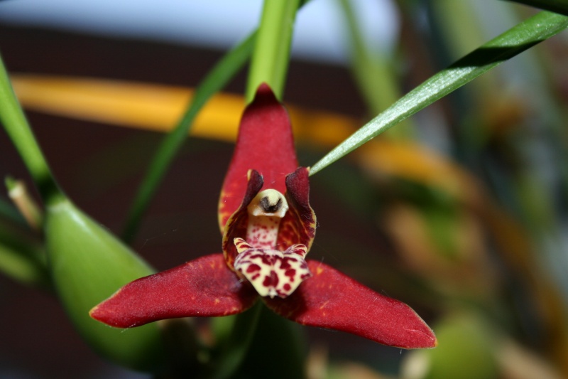 Maxillaria Tenuifolia - maxillaria tenuifolia Img_2931