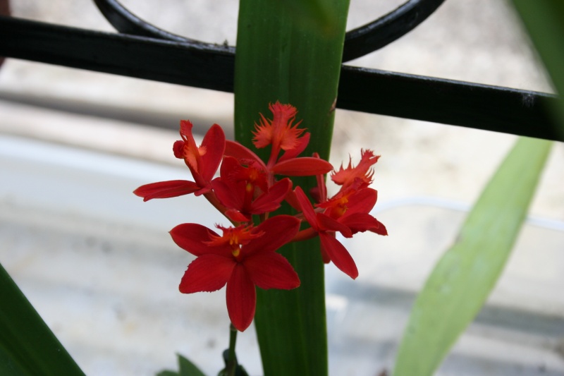 epidendrum - epidendrum ibaguense Img_2932