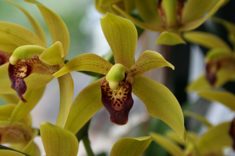 Cymbidium devonianum xCliff Hutching’s ‘New Horizon’ Dark Leaves Img_2939