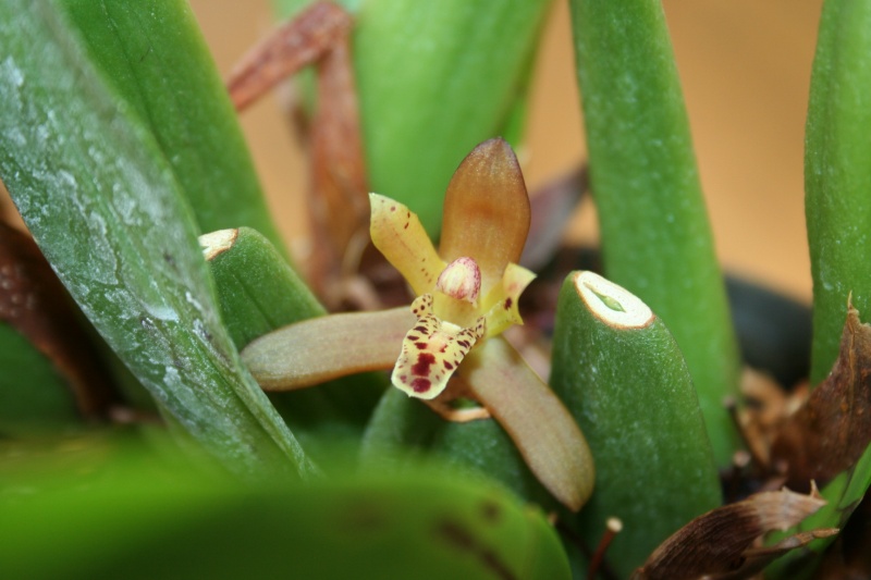maxillaria rufescens - Page 2 Img_3026