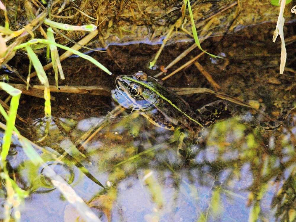 Non, mais à l'eau, coa !  +6 nouvelles le 24.05 000710