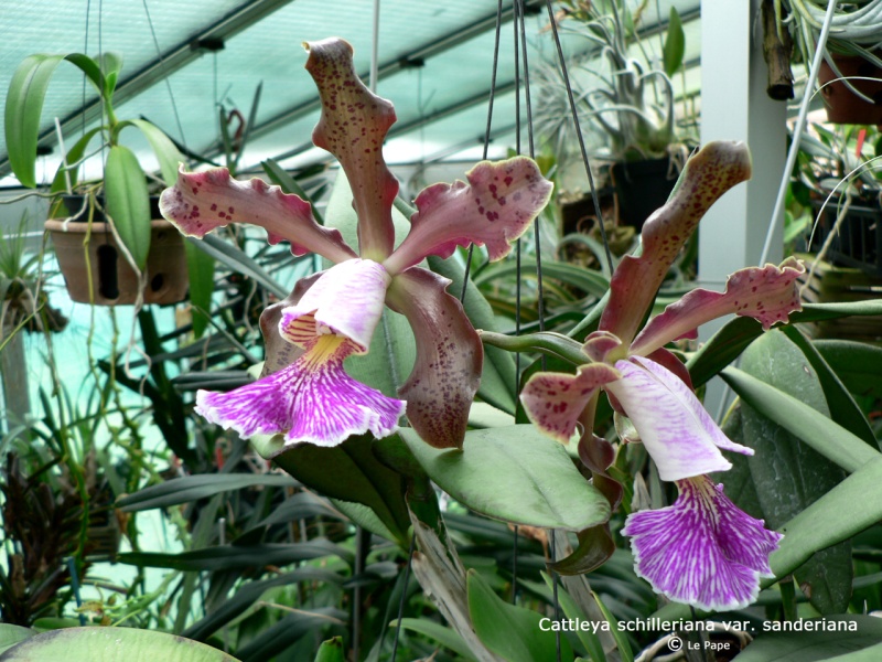 Cattleya schilleriana var. sanderiana  Cattle23